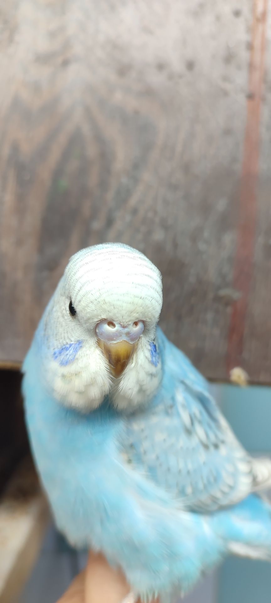 Волнистый попугай