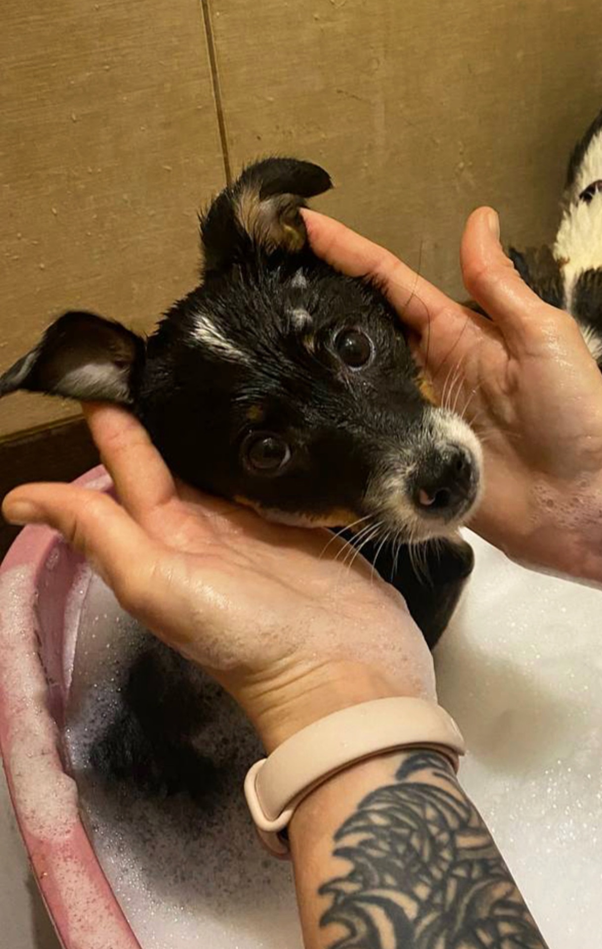 Міні собачки в добрі руки!