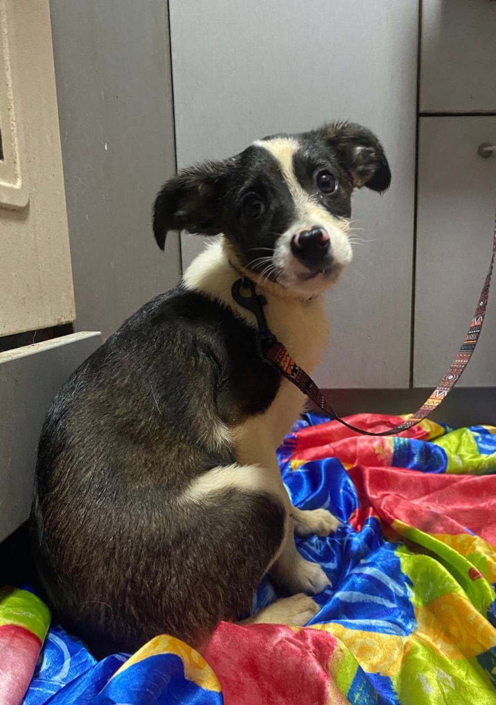 Міні собачки в добрі руки!