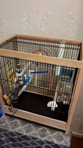 Продам волнистого попугая