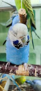 Волнистый попугай