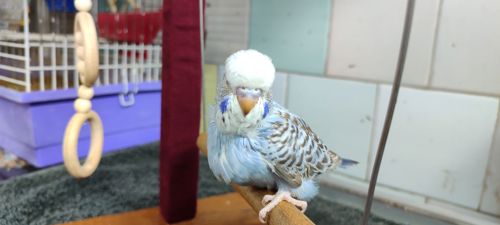 Волнистый попугай