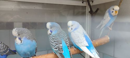 Волнистый попугай