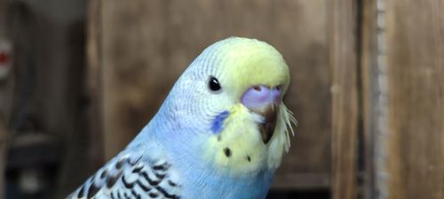 Волнистый попугай