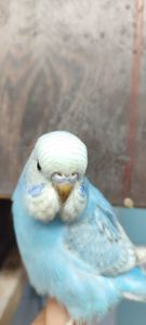 Волнистый попугай