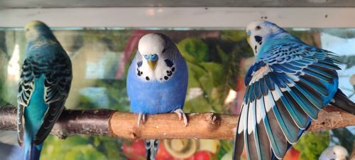 Волнистый попугай