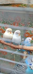 Волнистый попугай