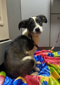 Міні собачки в добрі руки!