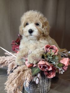 Маленький хлопчик