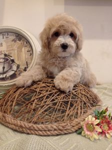 Маленький хлопчик