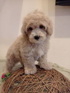 Маленький хлопчик