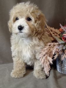 Маленький хлопчик