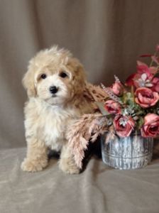 Маленький хлопчик