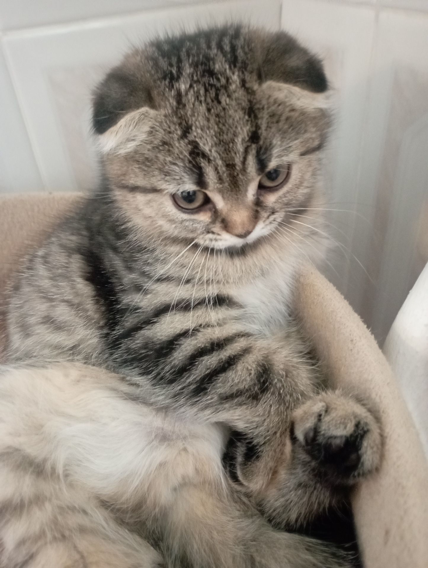 Милі золоті Шиншили дівчатка