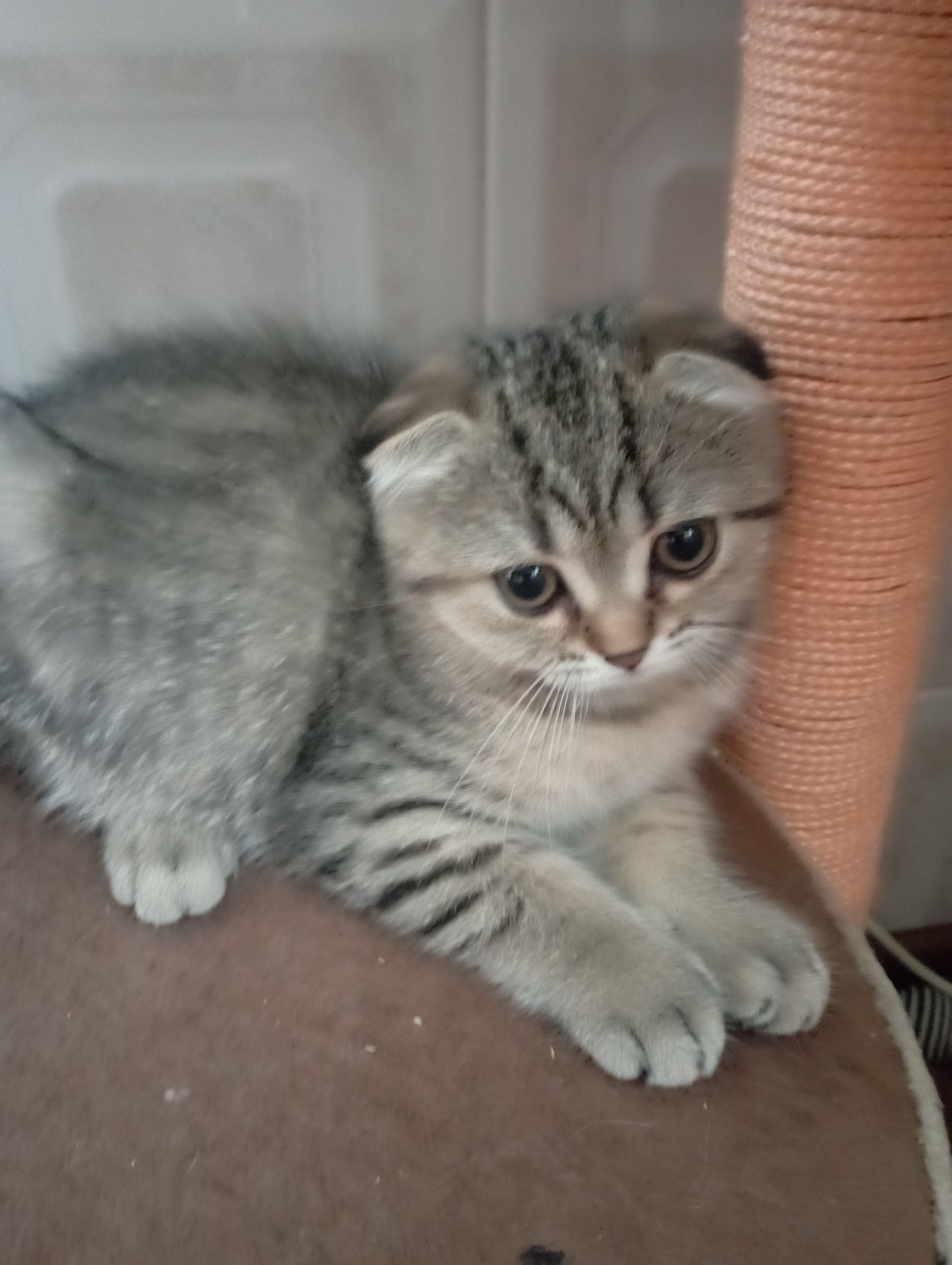 Милі золоті Шиншили дівчатка