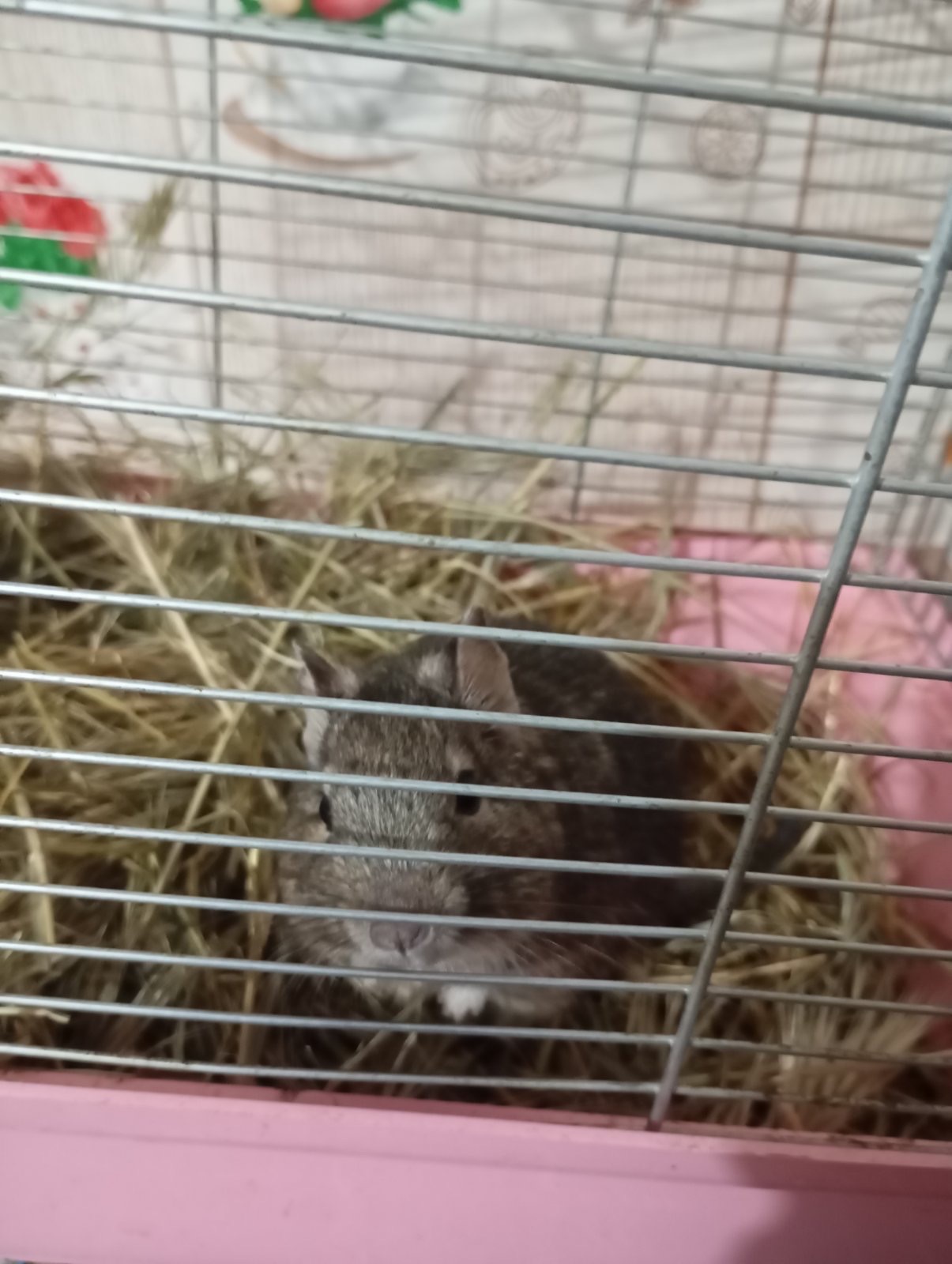 Чингильская немецкая белочка