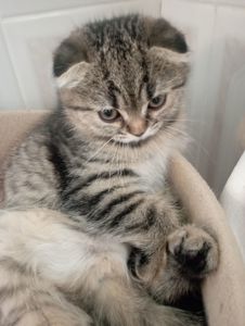 Милі золоті Шиншили дівчатка