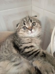 Милі золоті Шиншили дівчатка