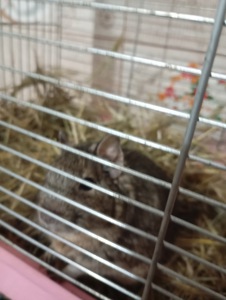 Чингильская немецкая белочка