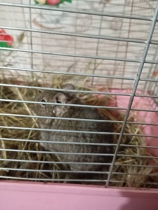 Чингильская немецкая белочка