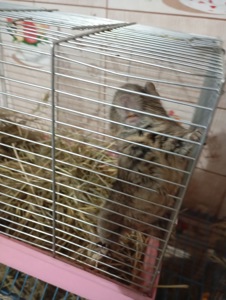 Чингильская немецкая белочка