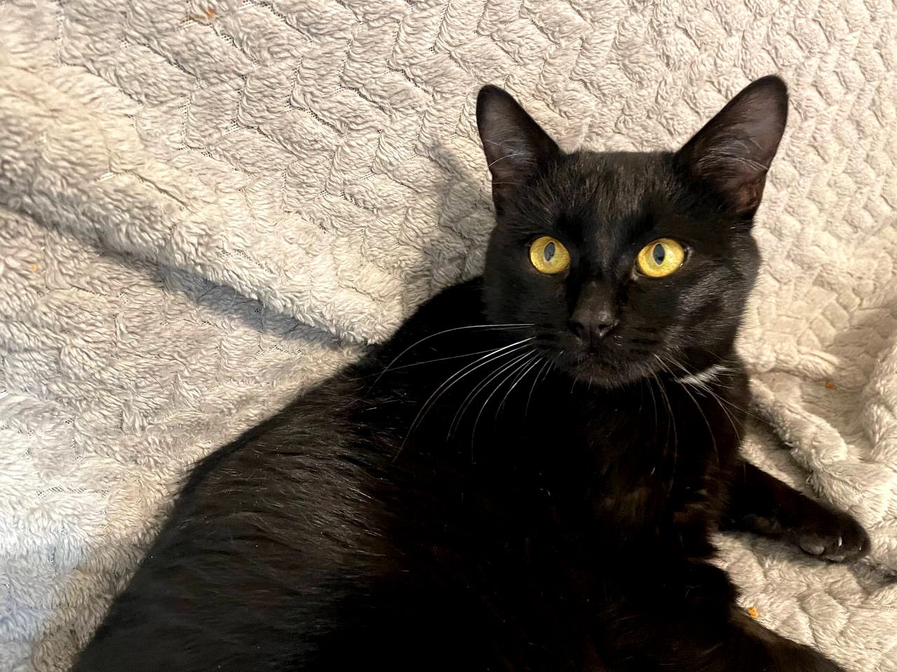 Тактильний Саймон хоче додому