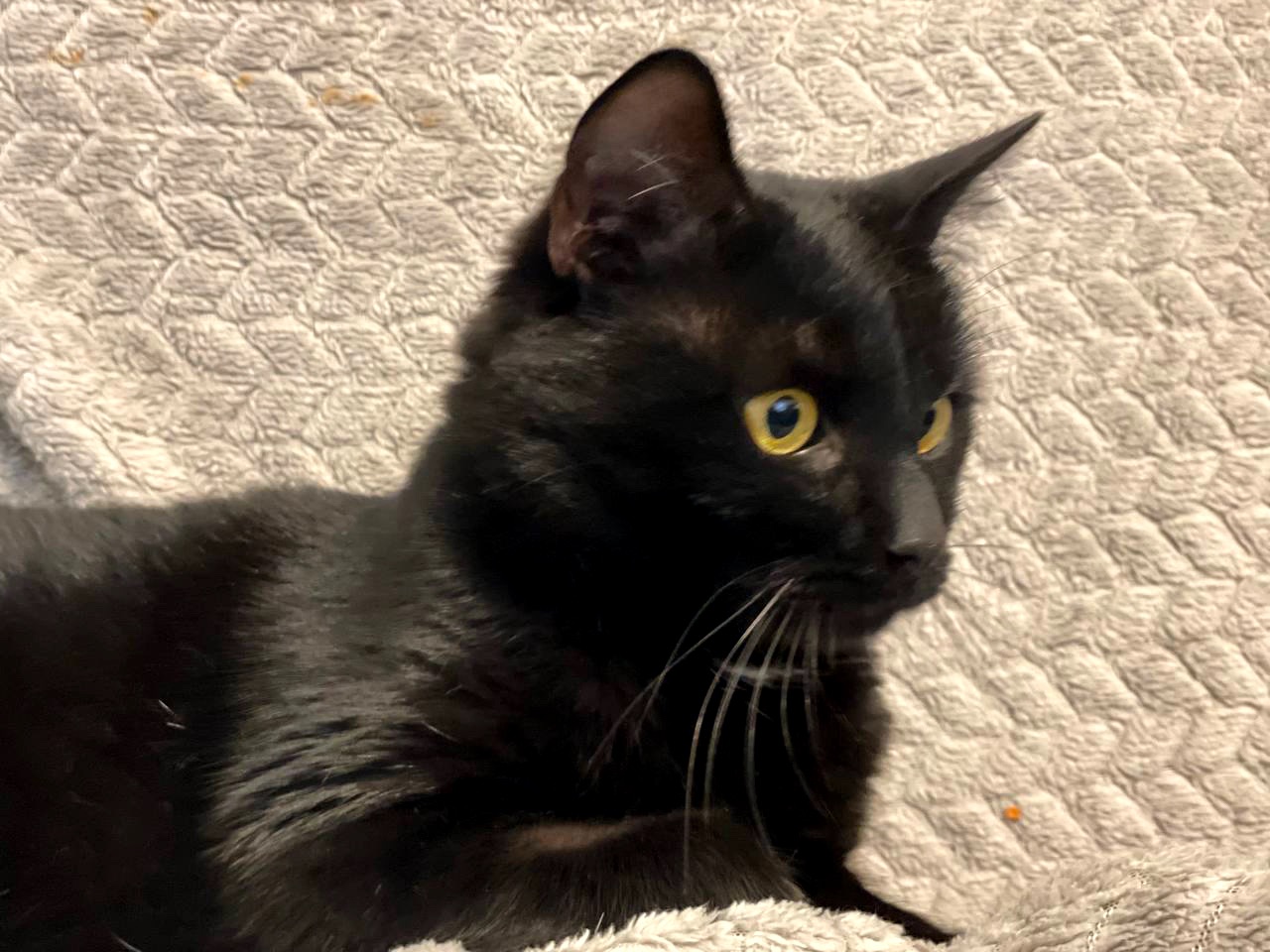 Тактильний Саймон хоче додому