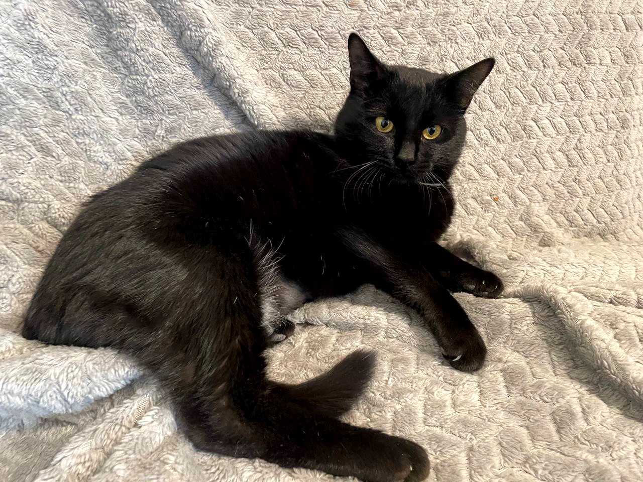 Тактильний Саймон хоче додому