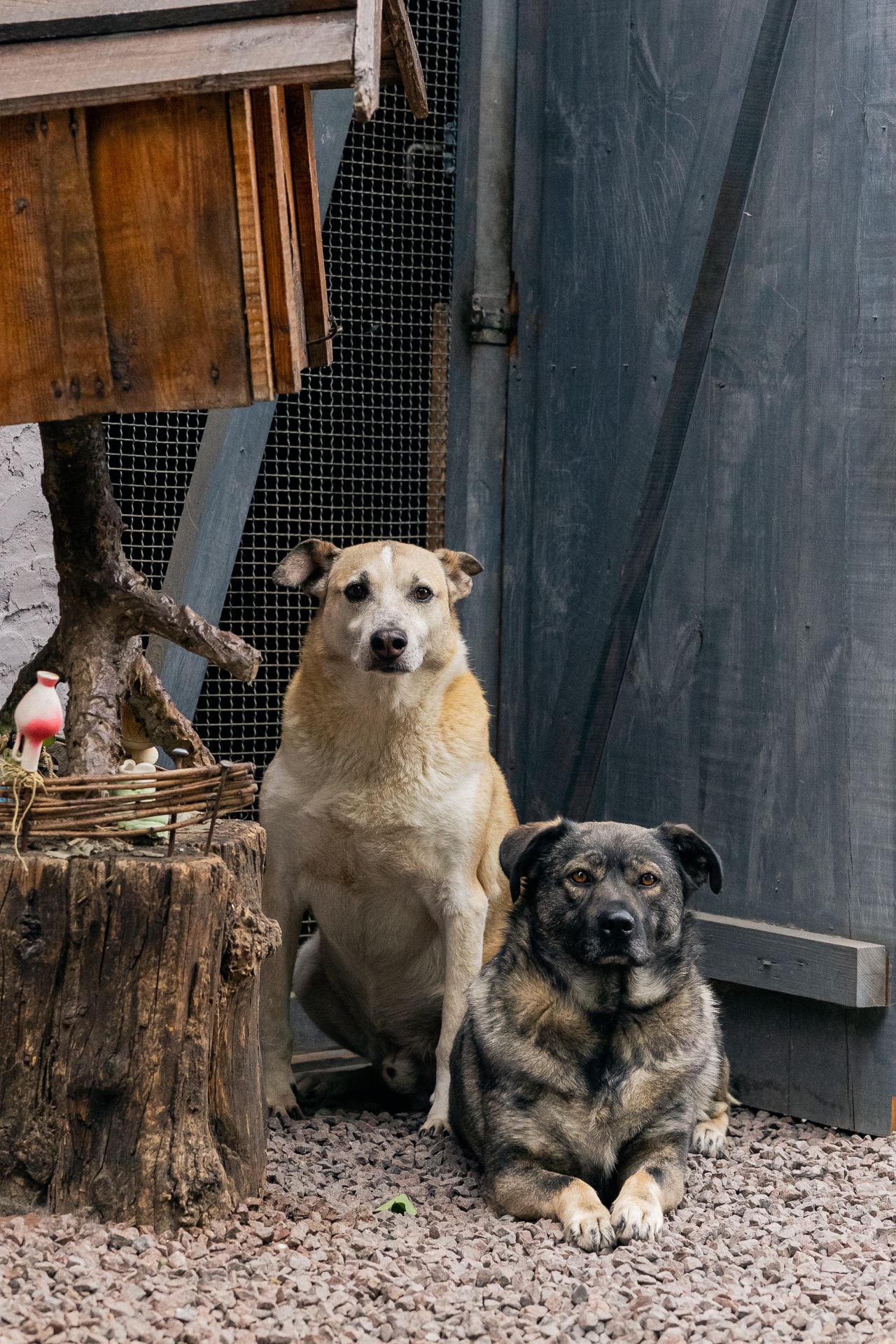 Собака з притулку сіріус врятована