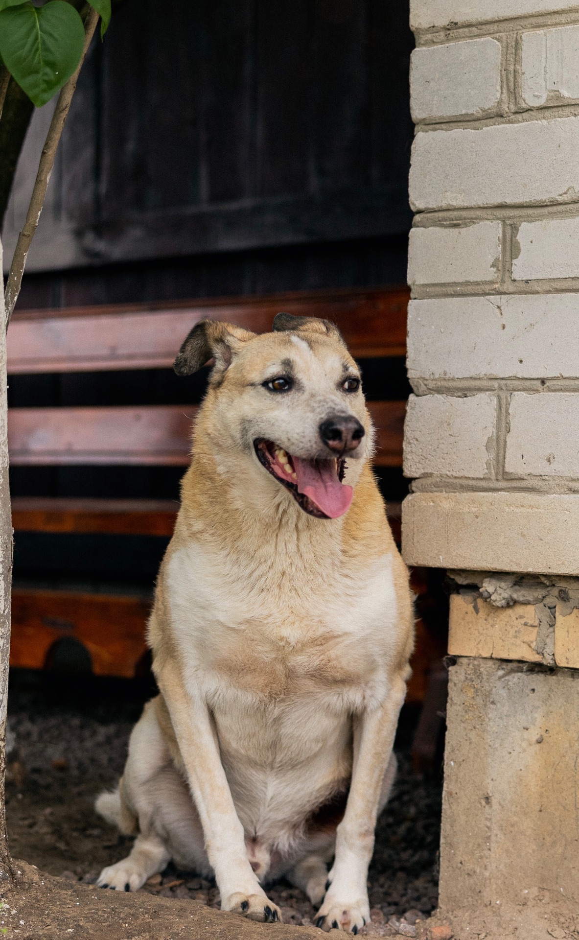 Собака з притулку сіріус врятована