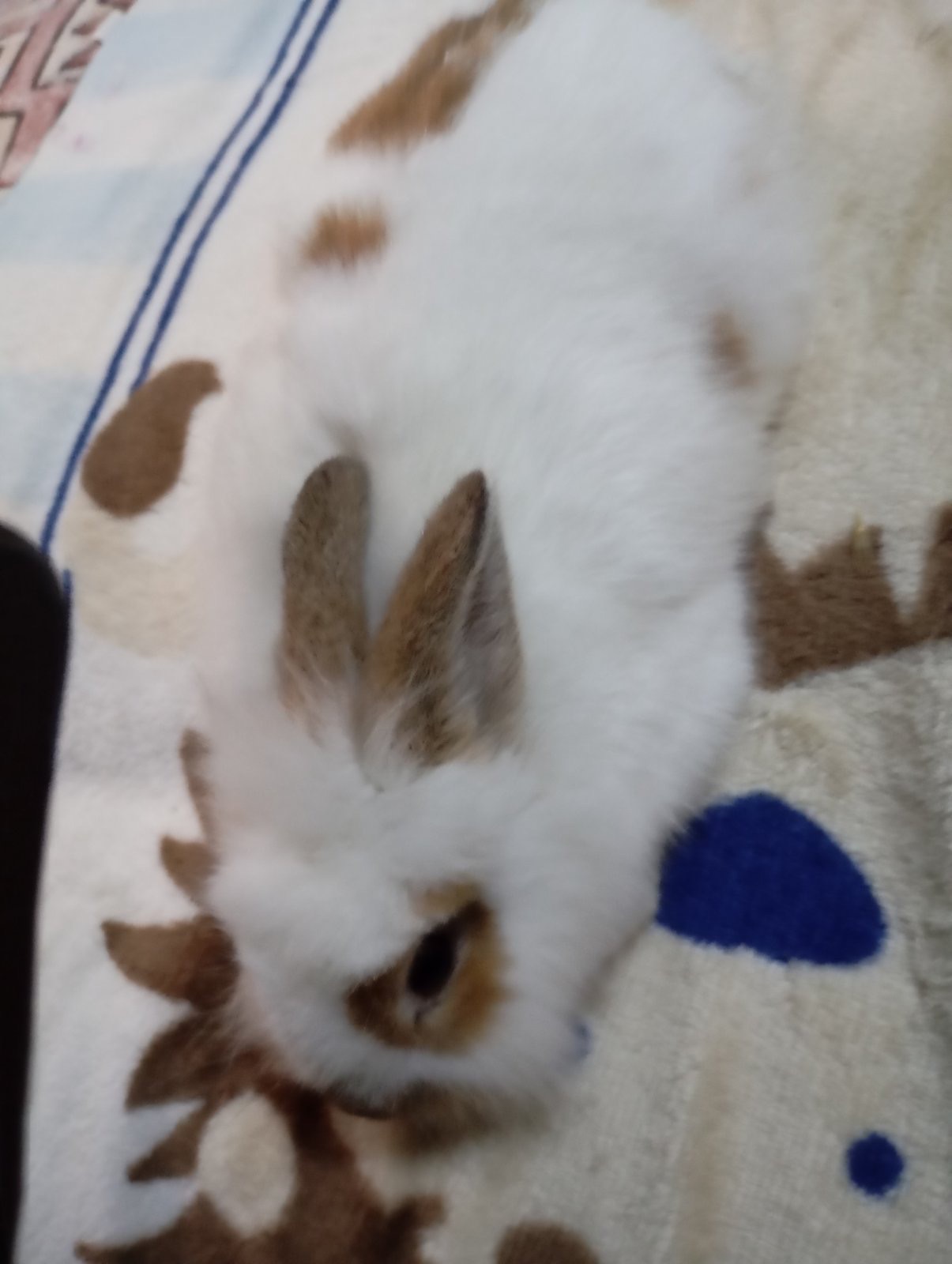 Чингильская немецкая белочка