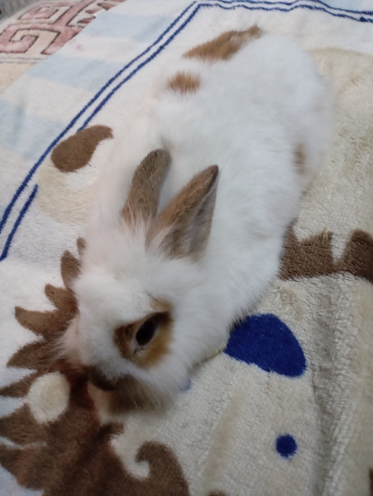 Чингильская немецкая белочка