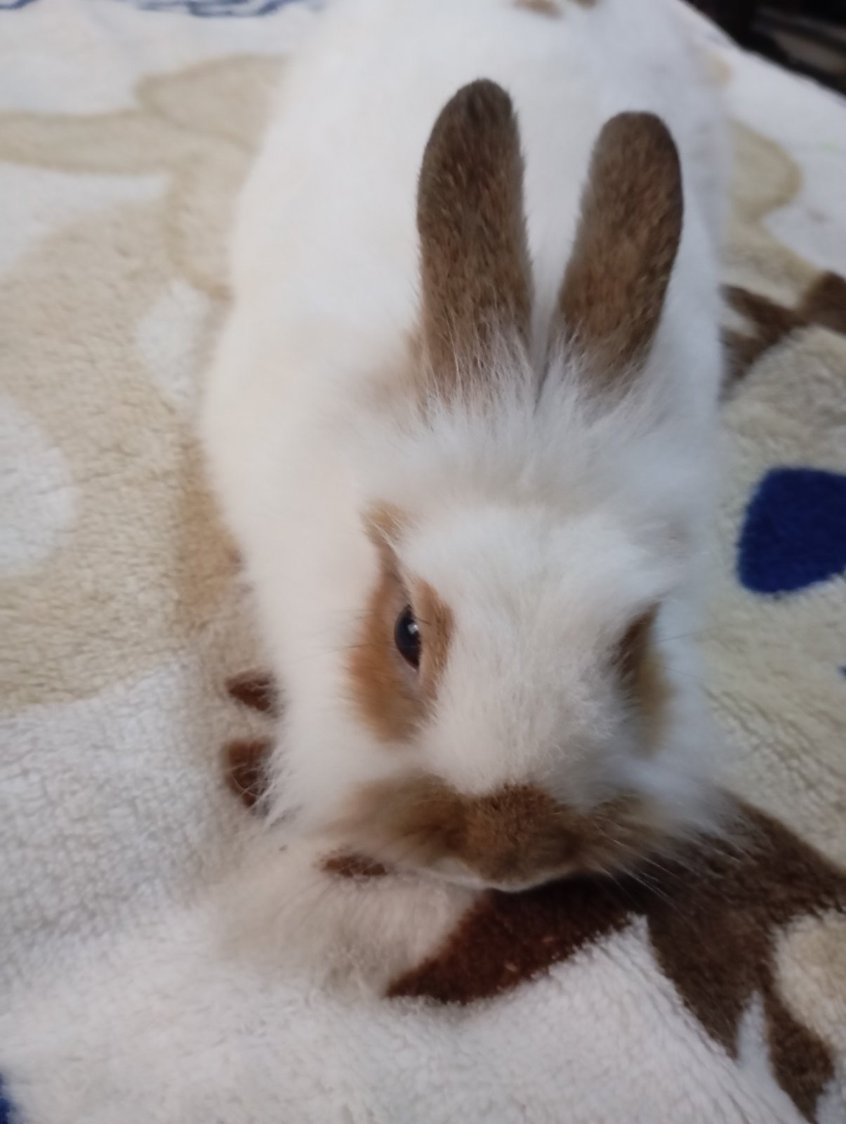 Чингильская немецкая белочка