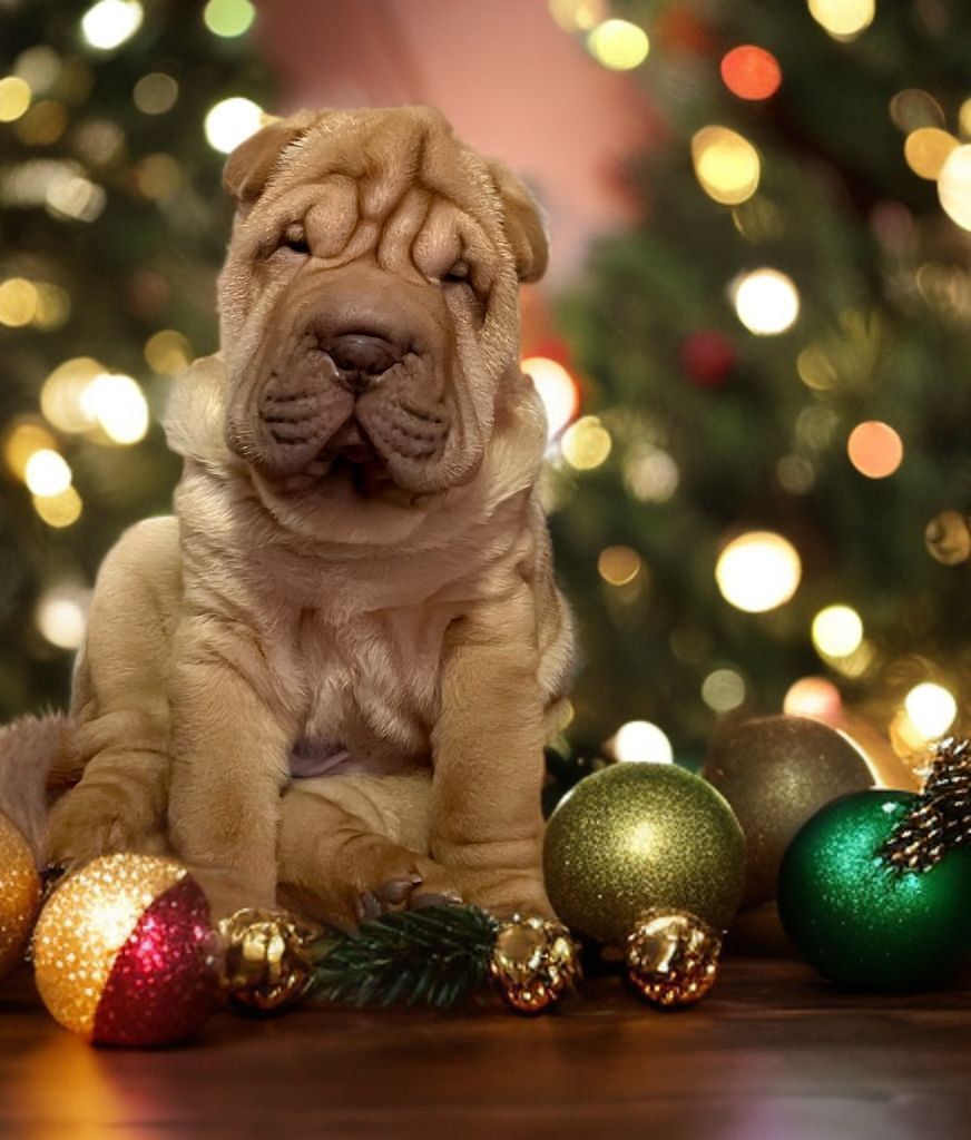 Шарпей хлопець 3 міс. КСУ-FCI