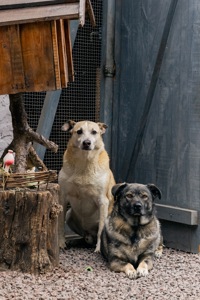 Собака з притулку сіріус врятована