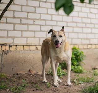 Собака з притулку сіріус врятована