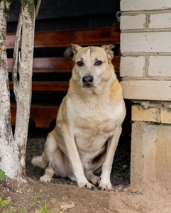 Собака з притулку сіріус врятована