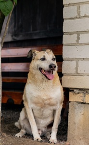 Собака з притулку сіріус врятована