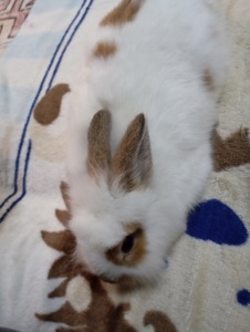 Чингильская немецкая белочка