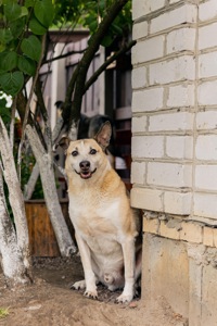 Собака з притулку сіріус врятована