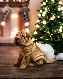 Шарпей хлопець 3 міс. КСУ-FCI