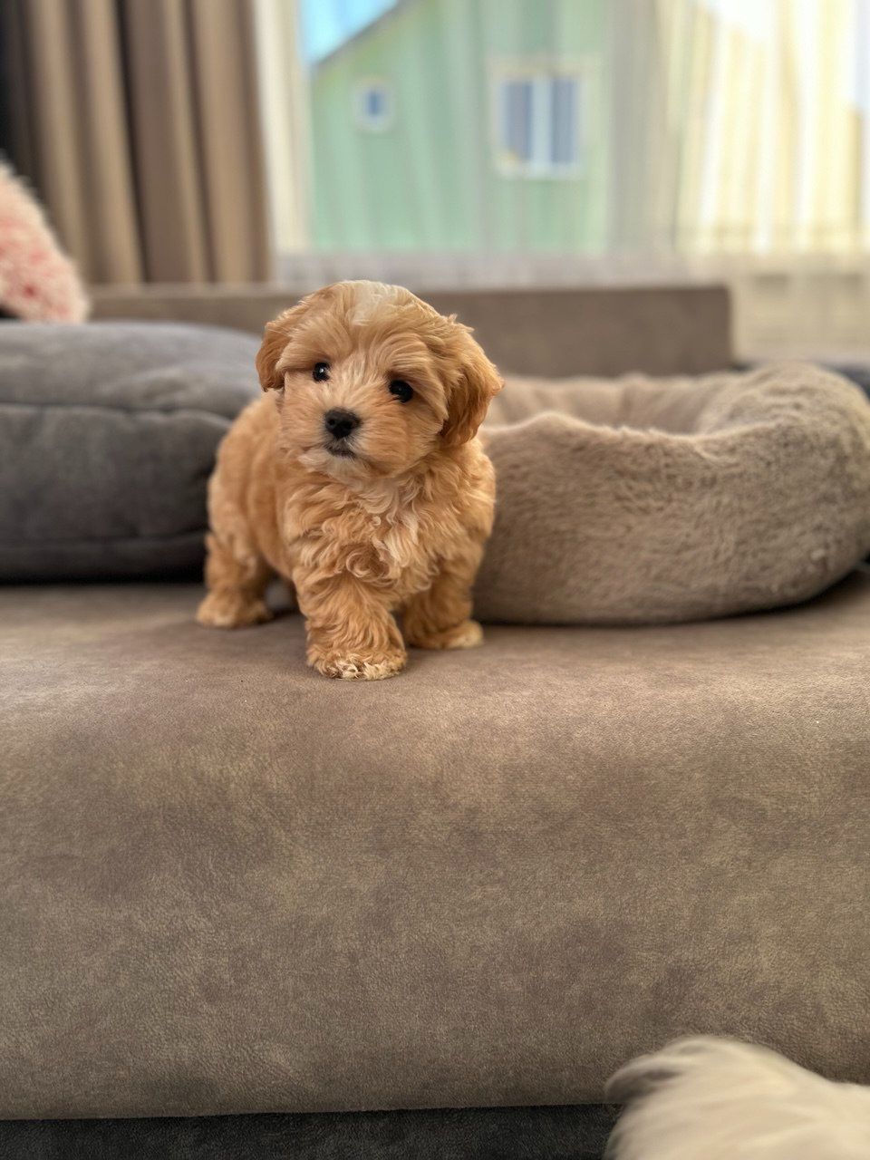 Казковий хлопчик мальтипу міні f1