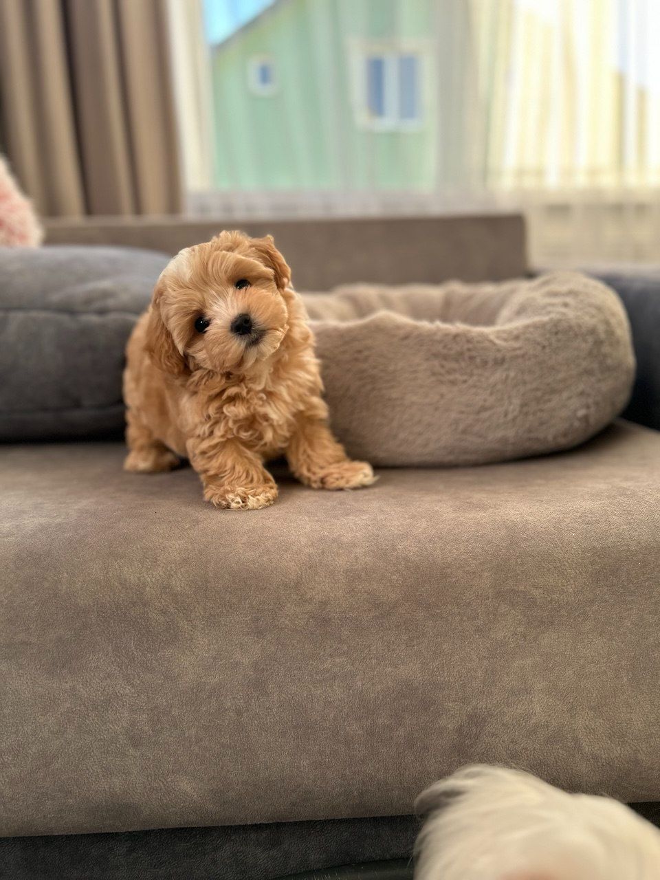 Казковий хлопчик мальтипу міні f1