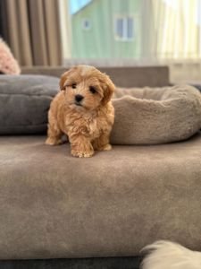 Казковий хлопчик мальтипу міні f1