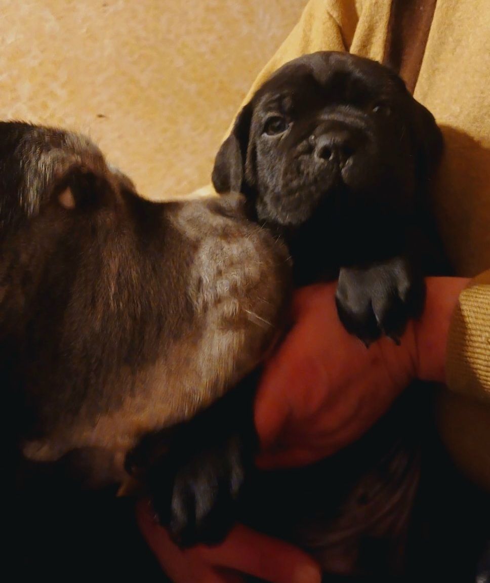 цуценята кане корсо