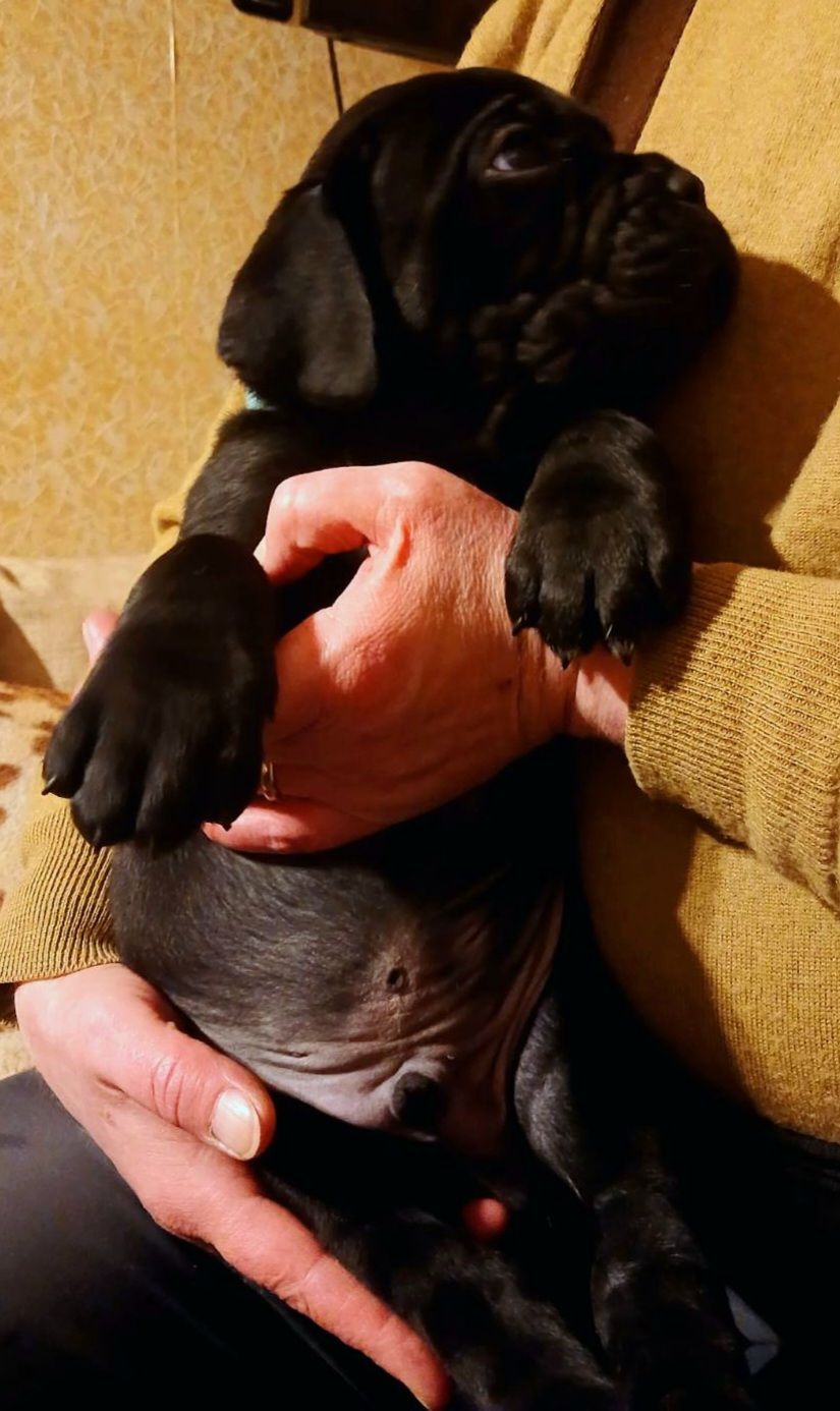 цуценята кане корсо