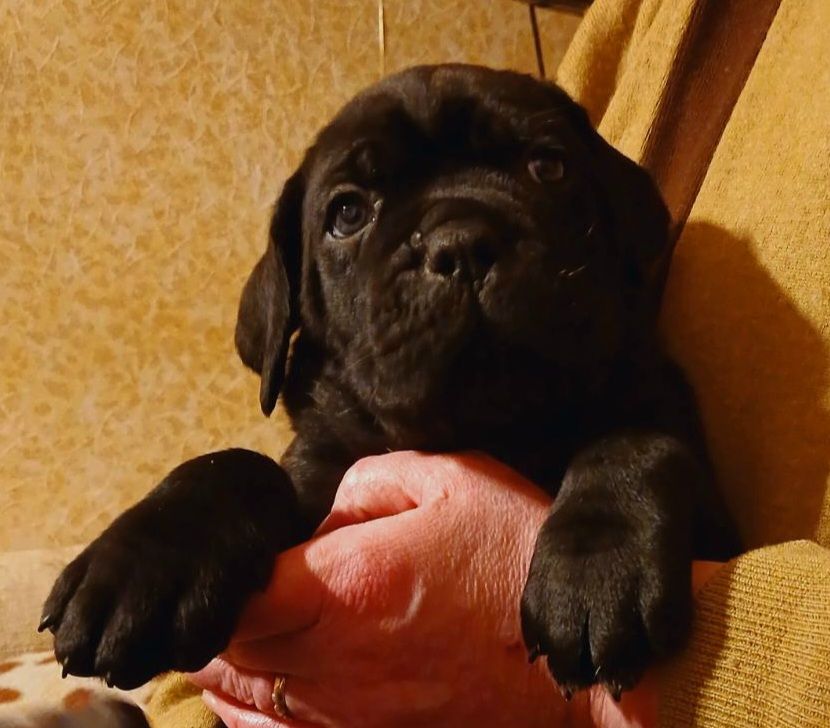 цуценята кане корсо