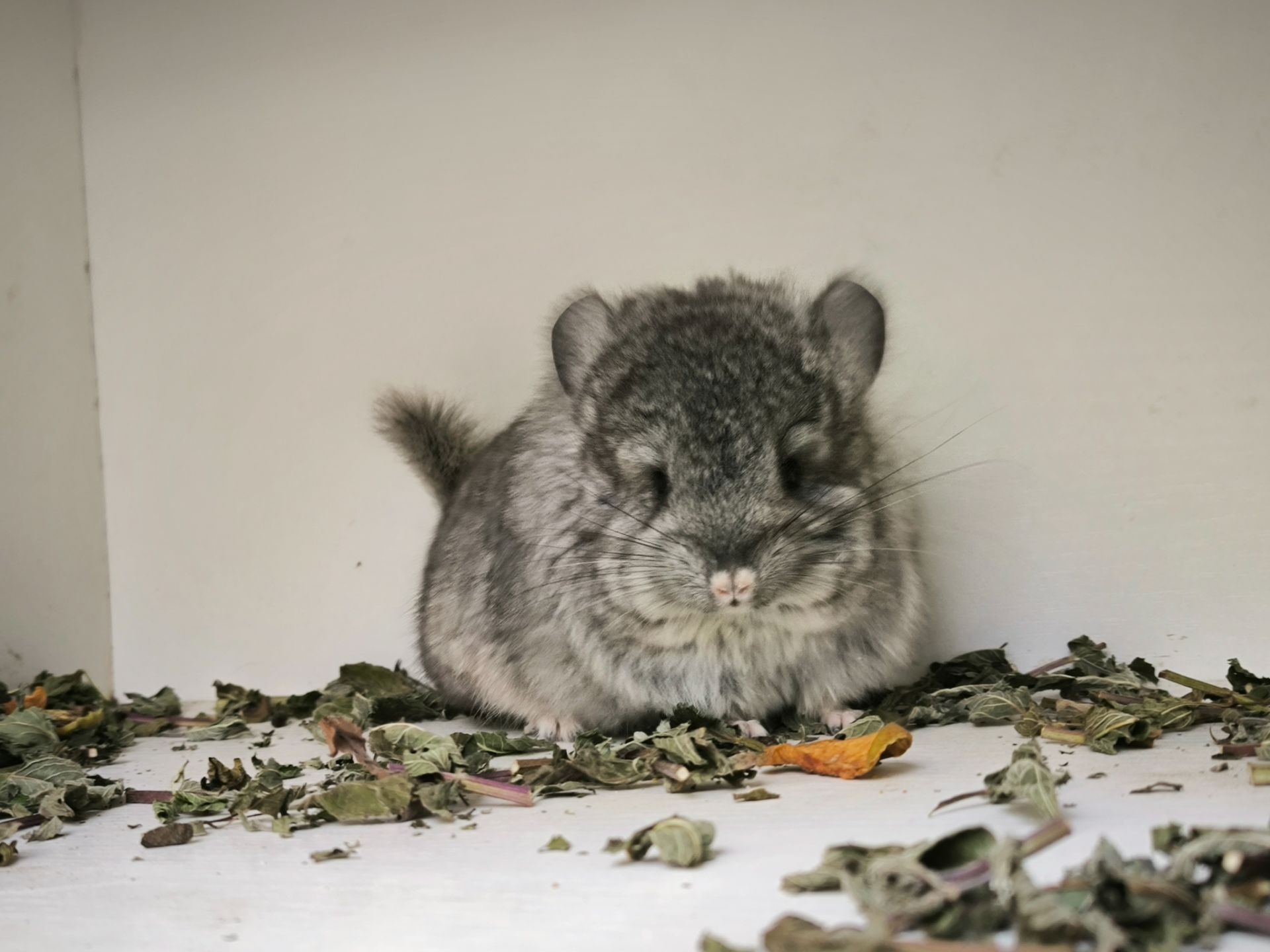 Шиншила Королівська Персидська Ангора, самка