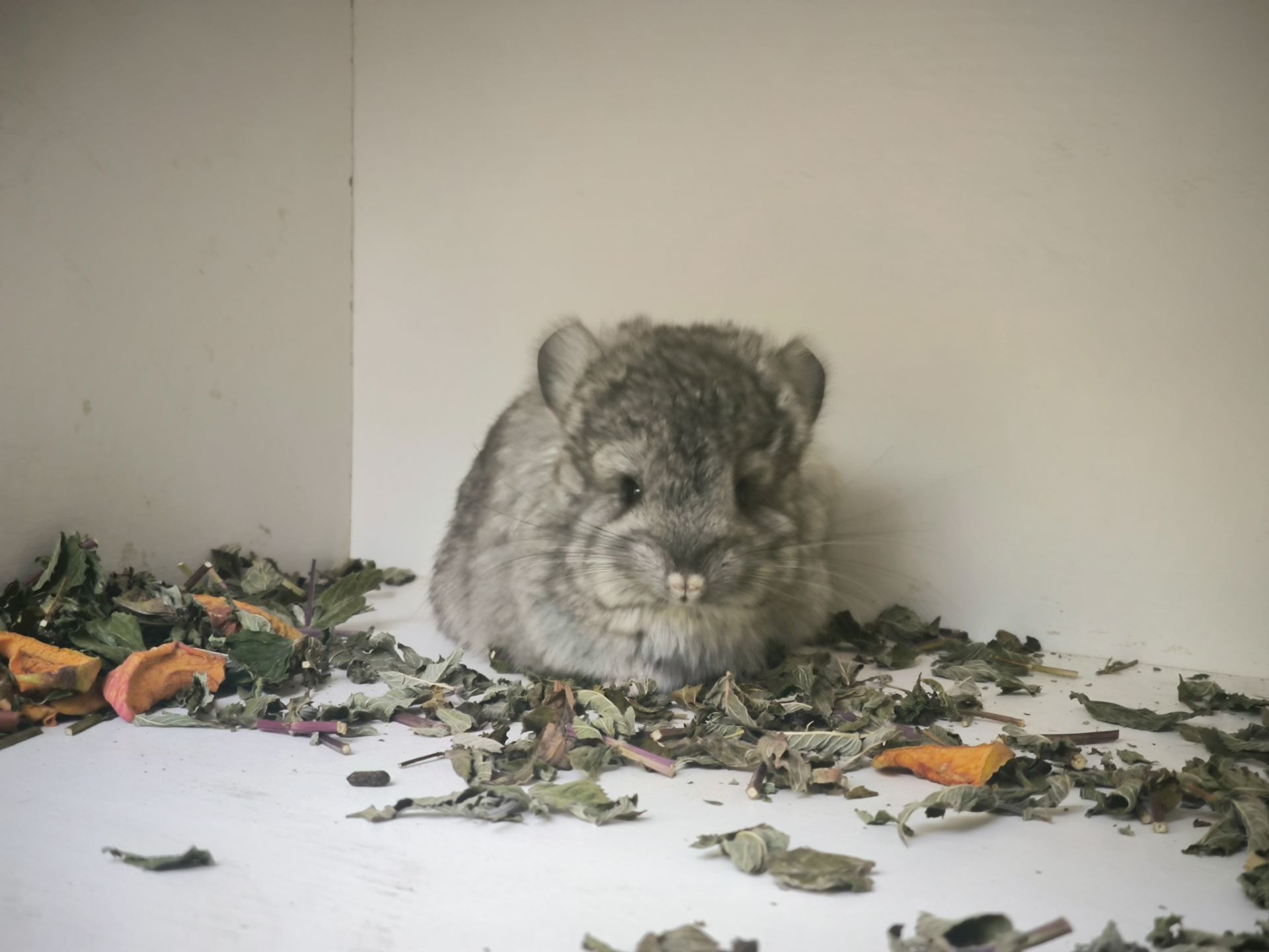 Шиншила Королівська Персидська Ангора, самка