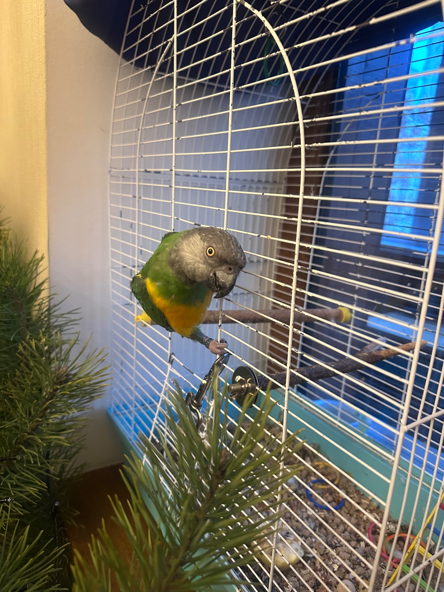 Сенегальський папуга